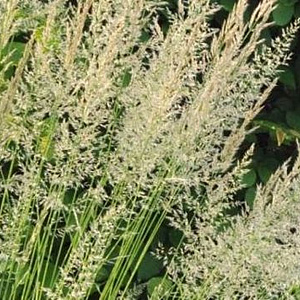 Calamagrostis acut. 'Waldenbuch' GM P9