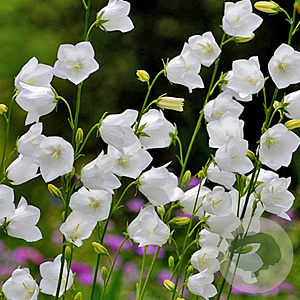 Campanula pers. 'Takion White' GM P9