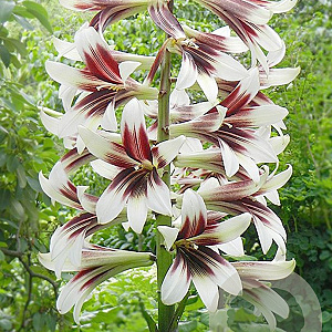 Cardiocrinum giganteum GM P9