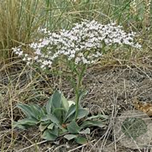 Crambe orientalis Mornings Snow GM P9