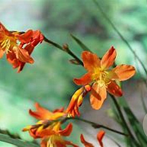 Crocosmia 'Saracen' GM P9