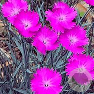 Dianthus grat. 'Feuerhexe' GM P9