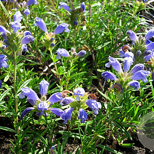 Dracocephalum argun. 'Blue Carpet' GM P9