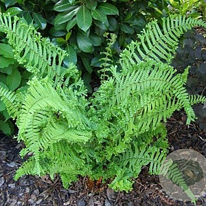 Dryopteris af. 'Cristata' GM P9
