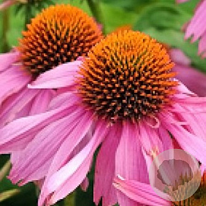 Echinacea angustifolia GM P9