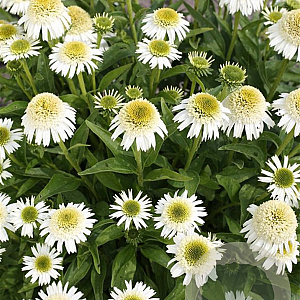 Echinacea Delicious Nougat GM P9