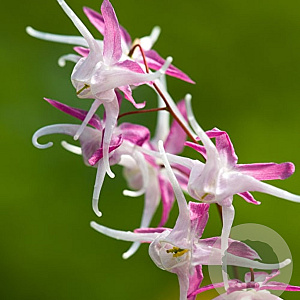 Epimedium gr. 'Rose Queen' GM P9