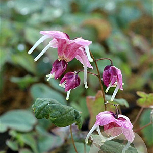 Epimedium 'Pretty in Pink' GM P9