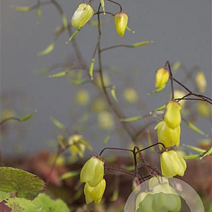 Epimedium 'Sunny and Share' GM P9