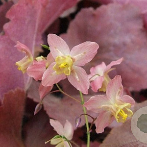 Epimedium versic. 'Cupreum' GM P9