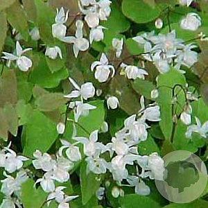 Epimedium y. 'Niveum' GM P9