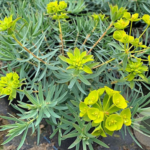 Euphorbia 'Copton Ash' GM P9