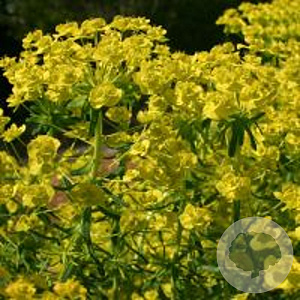 Euphorbia cyp. 'Tall Boy' GM P9