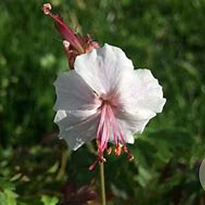 Geranium cant. 'Harz' GM P9