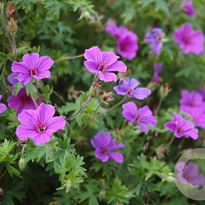 Geranium 'Light Dilys' GM P9