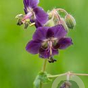 Geranium ph. 'Golden Spring' GM P9