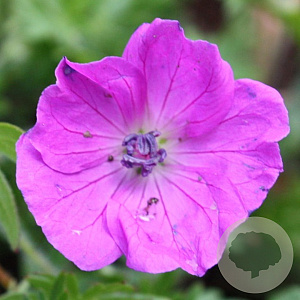 Geranium sang. 'Elsbeth' GM P9