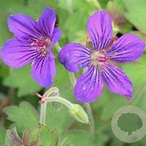 Geranium wlassovianum 'Crûg Farm' GM P9