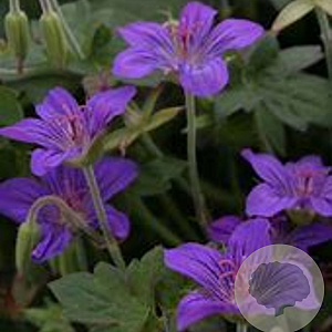 Geranium wlassovianum 'Zeppelin' GM P9