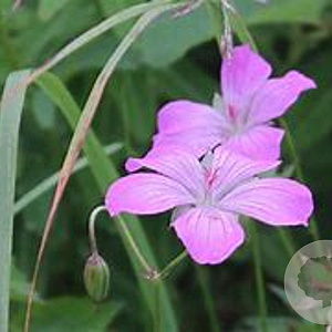 Geranium yesoense nipponicum GM P9