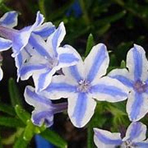 Lithodora d. 'Star' GM P9