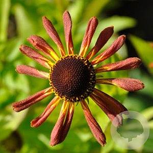 Helenium 'Loysder Wieck' GM P9