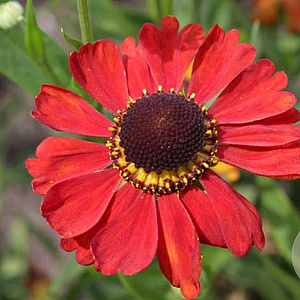 Helenium 'Meranti' GM P9