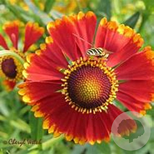 Helenium 'Rotgold' GM P9