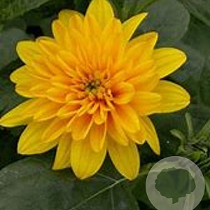 Helianthus dec. 'Plenus' GM P9