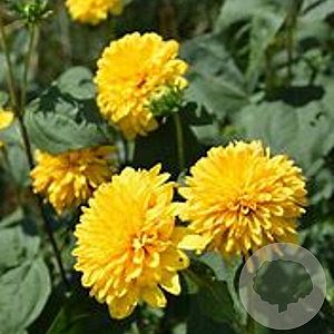 Helianthus dec. 'Sunshine Daydream' GM P9