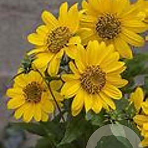 Helianthus 'Flying Saucers' GM P9