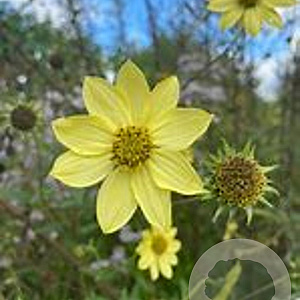 Helianthus gig. 'Shelia's Sunshine' GM P9