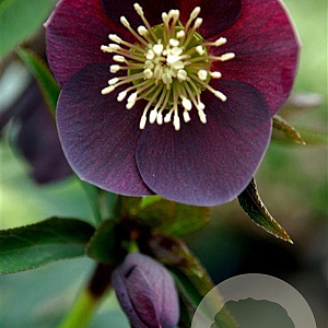 Helleborus o. 'Pretty Ellen Purple' GM P9