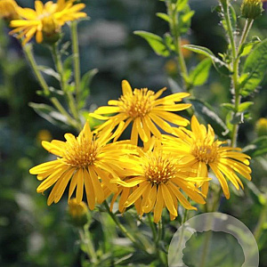 Heterotheca vill. 'Golden Sunshine' GM P9