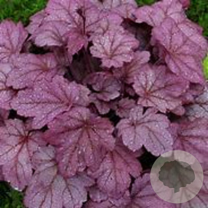 Heuchera 'Grape Soda' GM P9