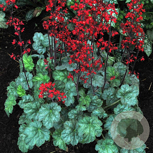 Heuchera 'Lipstick' GM P9