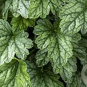 Heuchera 'Rex Peppermint' GM P9