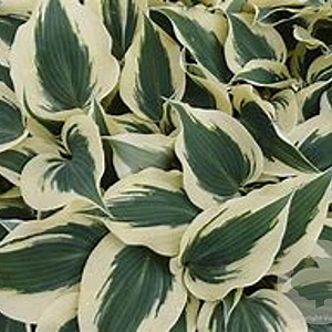Hosta 'Firn Line' GM P9