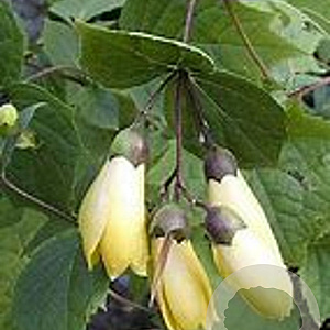 Kirengeshoma palmata 'Black Style' GM P9