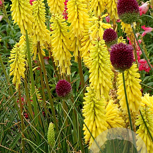 Kniphofia 'Lemon Popsicle' GM P9