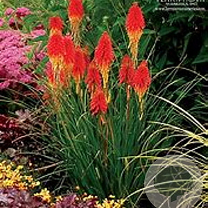 Kniphofia 'Papaya Popsicle' GM P9