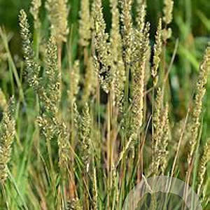 Koeleria macrantha GM P9