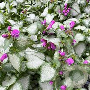 Lamium mac. 'Purple Dragon' GM P9