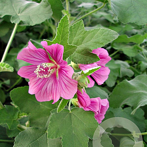 Lavatera 'Bredon Springs' GM P9