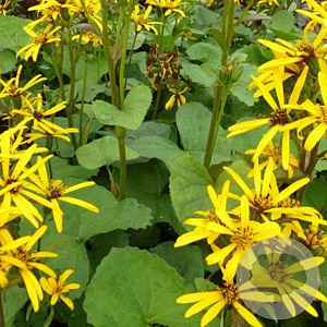 Ligularia hessei 'Gregynog Gold' GM P9