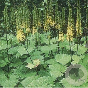 Ligularia stenoc. 'The Rocket' GM P9