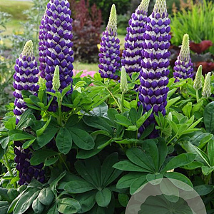 Lupinus 'Blacksmith' GM  P11