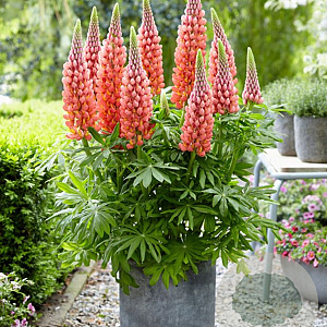 Lupinus 'Towering Inferno' GM  P11