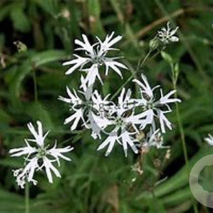 Lychnis flos-cuculi 'White Robin' GM P9