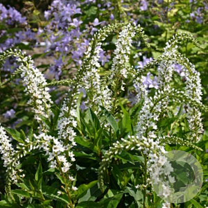 Lysimachia 'Innlyscand' GM P9